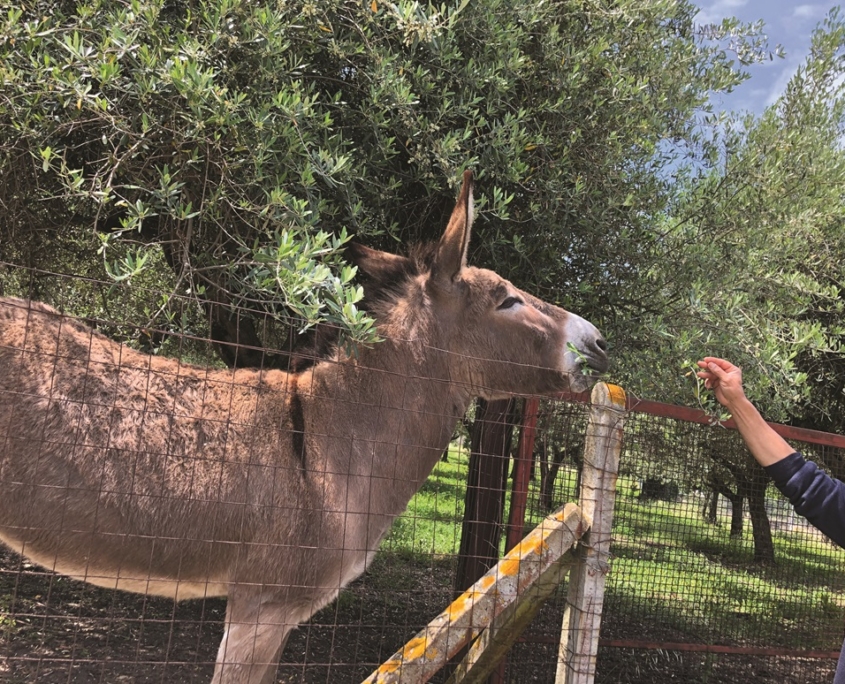 Asino il Gabbiano copia ridotta